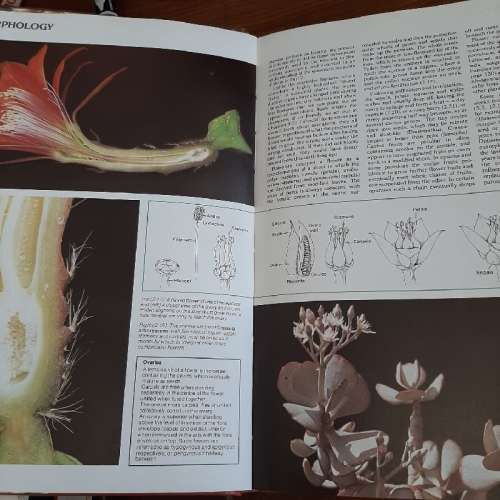 The Illustrated Encyclopedia of Succulents / Cacti - Gordon Rowley