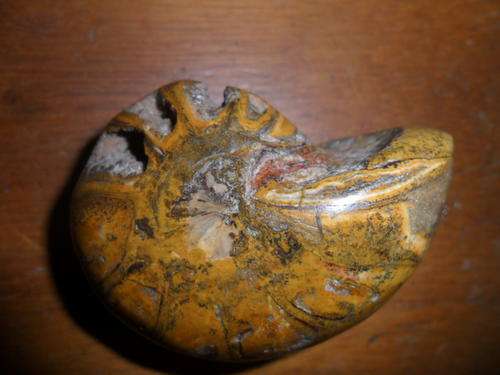 Fossil Ammonite - Crustation