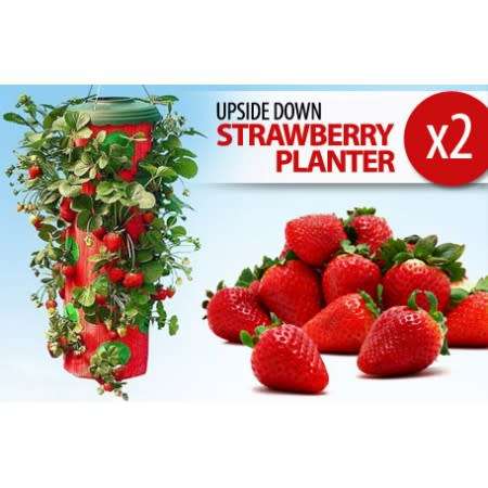 strawberry planters (buy one get one free)