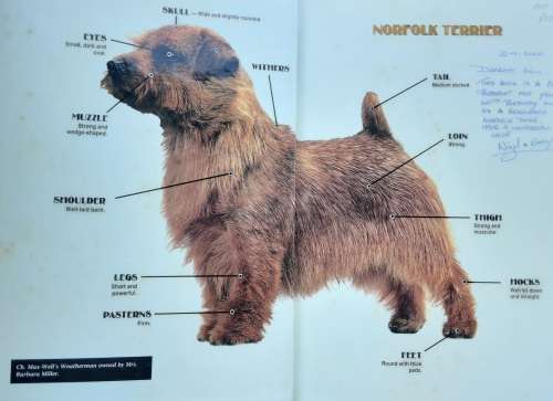 Norfolk Terrier A Comprehensive and Reliable Handbook