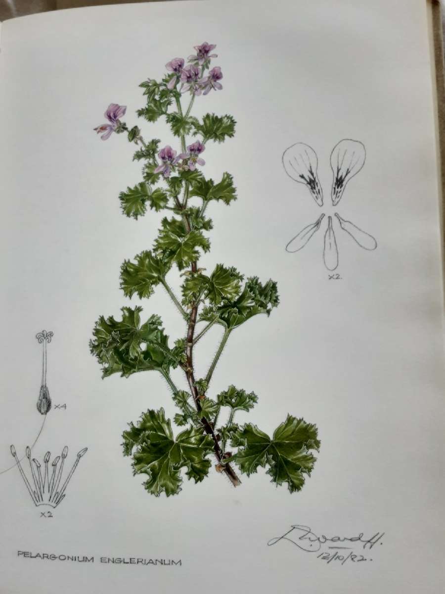 Pelargoniums of Southern Africa Volume 3 by J Van Der Walt & P J Vorster