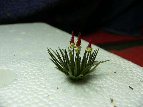 HO scale Aloe, smaller. You have to see this