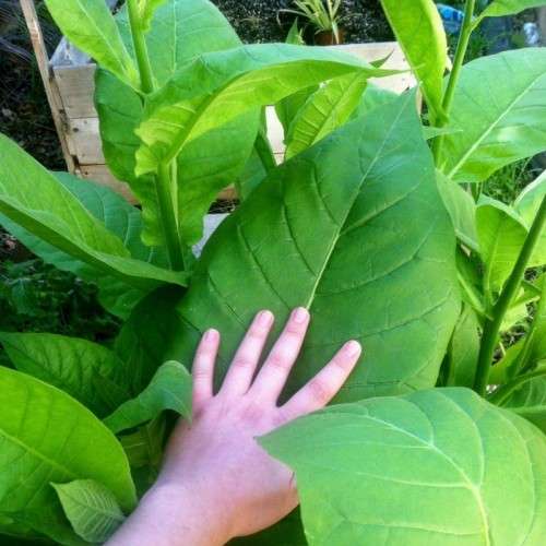 Tobacco seed (Nicotiana) combo pack Virginia Gold, Tennesee Burley, Turkish and Havanah