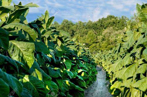 Tobacco seed (Nicotiana) combo pack Virginia Gold, Tennesee Burley, Turkish and Havanah