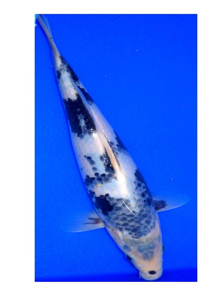 Koi Kage Utsuri - 30cm