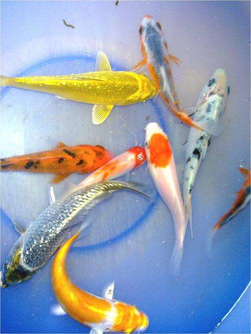 koi babies 12-14cm - R20 each order  any quantity