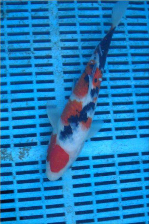 Koi Sanke 27cm - Possible Male (see attached video)