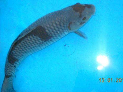 Koi Ochiba Shigure 46cm -  Possible Female (see video attached)