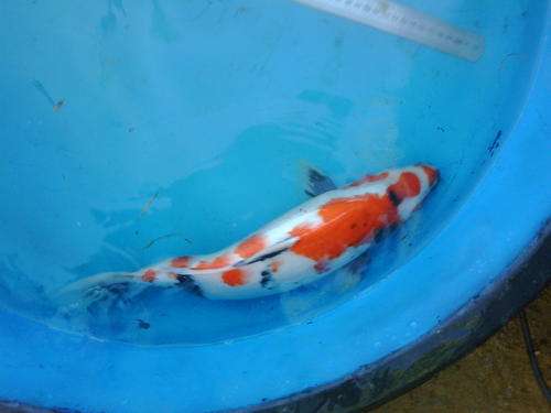 Showa 40cm Koi expected female