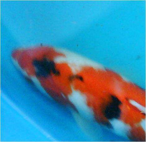 Sanke 33cm Koi