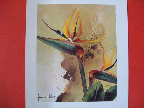 JEANETTE DYKMAN (Bouquet Five) 5 Superb SA flower reproductions 1bid for all