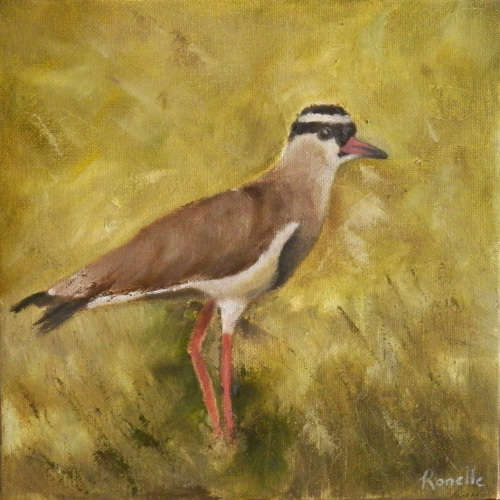 Kiewiet - Oil on stretched canvas (200mm x 200mm x 40mm)