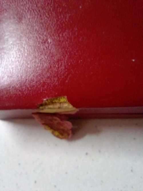 1976 RSA PROOF SET WITH SILVER R1 IN SA MINT BOX