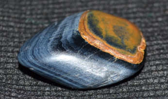 XL Blue Tigers Eye  " Hawks Eye" ancient talisman.used to be seen as an all-seeing eye