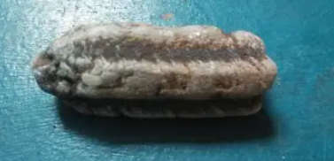 Rough Chiastolite highly protective stone,  strength, perseverance, and power