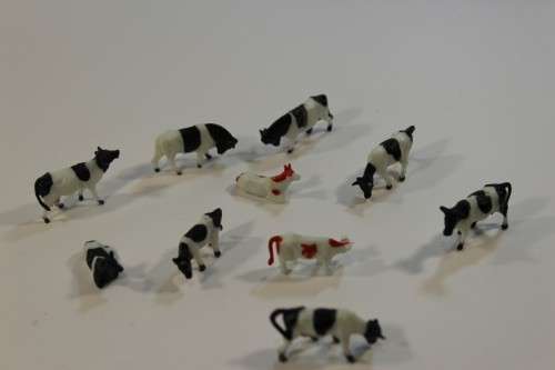 10 x Cows (HO)