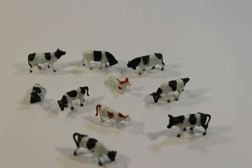 10 x Cows (HO)