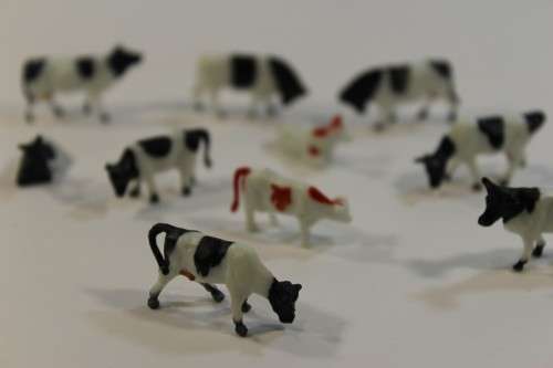 10 x Cows (HO)