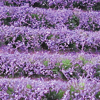 Lavender Plants (HO)