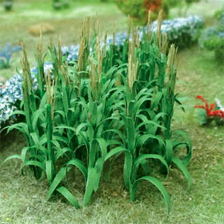 32 x Green Corn Stalks