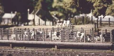 Cattle dock (HO)