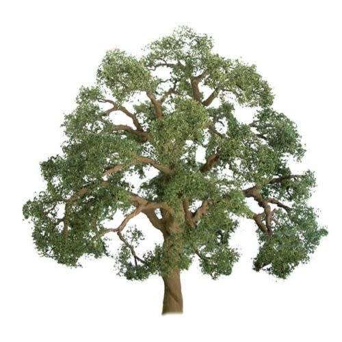 Model Scenic Product : Oak Tree