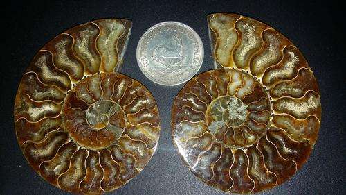 185g Natural Polished Split Ammonite Fossil Pair