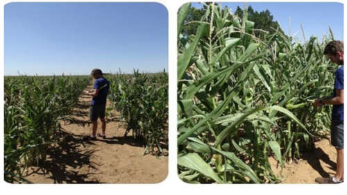 20 liters Nano technology plant nutrient to test