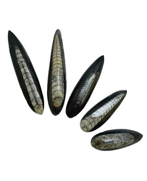 Orthoceros Points 50 - 85mm  around 400 million years old excellent healing stone