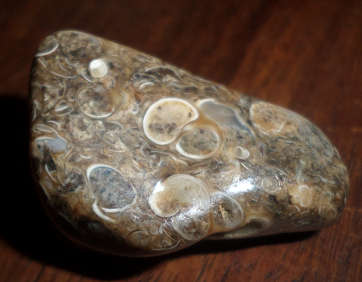 Agate, Turritella with tiny agatised shells *IN STOCK*