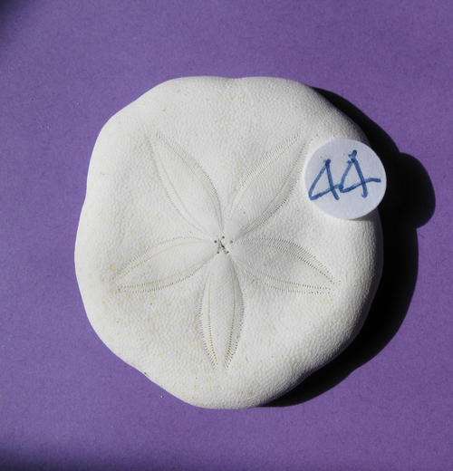 Sea Shell: Sand Dollar - Sea Cookie