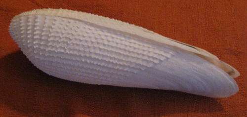 Sea Shell: Angel Wings 15cm