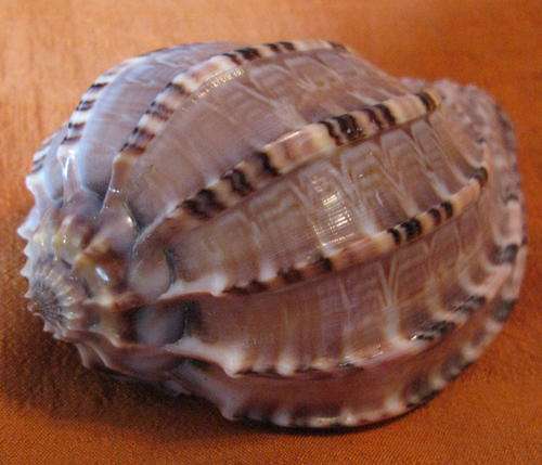 Sea Shell: Harp Shell