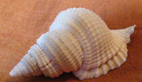 Sea Shell: Atlantic Distorsio 7cm long