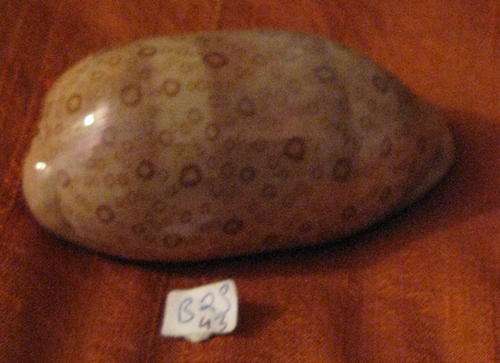 Sea Shell: Large Cypraea Argus Cowry +-7cm