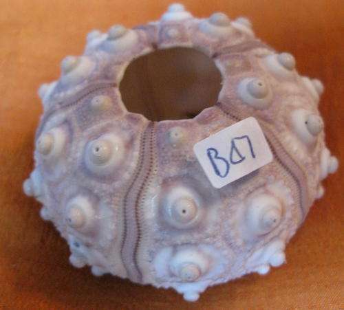 Sea Shell: Sputnik Sea Urchin