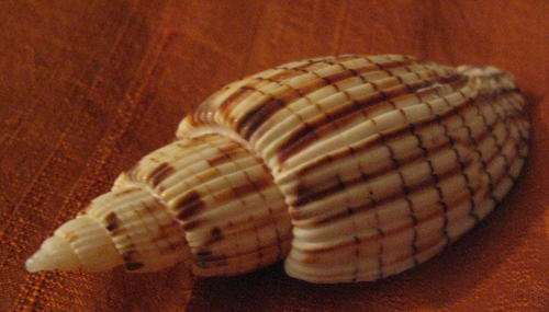 Sea Shell: Lyria Ponsonbyi Shell