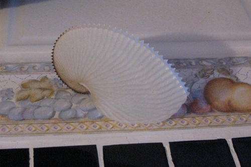 Sea Shell:Paper Nautilus 11cm Long
