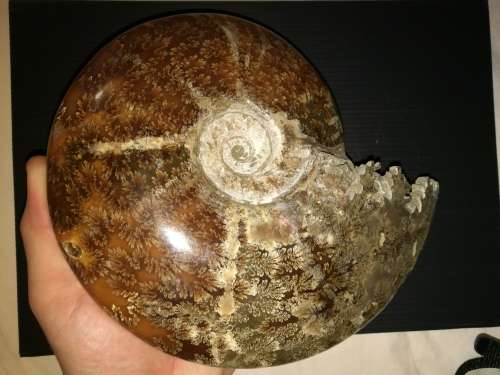 Huge Ammonite 1.6kg