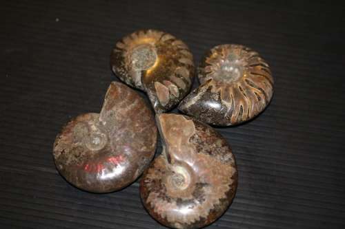 Ammonites x4