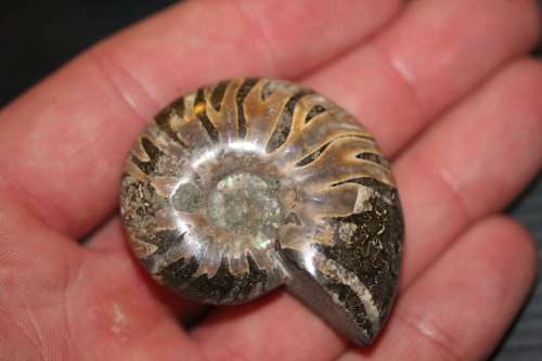 Ammonites x4