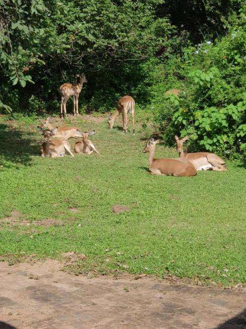 Kruger Park Lodge 28 July to 4 August 2023