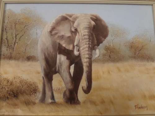 Oil on Board  - T Hacking -  Elephant   - Frame Size 50 cm x 40 cm