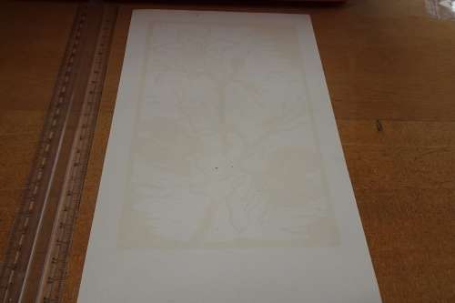 Small Gregoire Boonzaier 1909 - 2005 Coloured Hibiscus Signed in Pencil - Unframed 25 x 16 cm