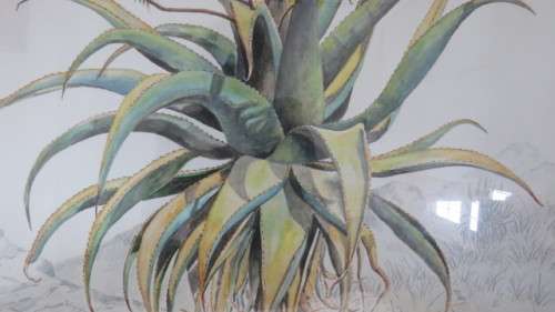 Stunning Framed Watercolour `Aloe Candelabrum` South African Artist Eric Judd (1935-Present). Signed