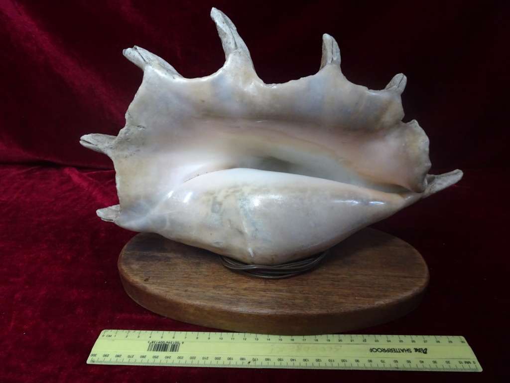 Stunning Large Spider Conch Sea Shell Light (Plug Broken) - See My Description