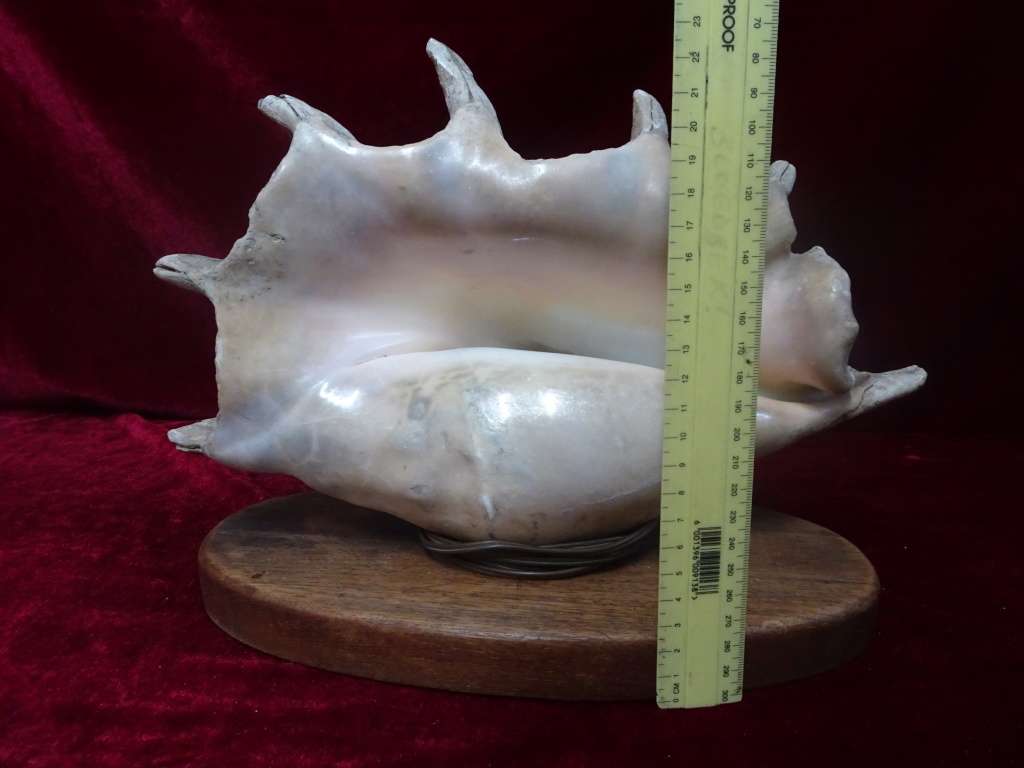 Stunning Large Spider Conch Sea Shell Light (Plug Broken) - See My Description