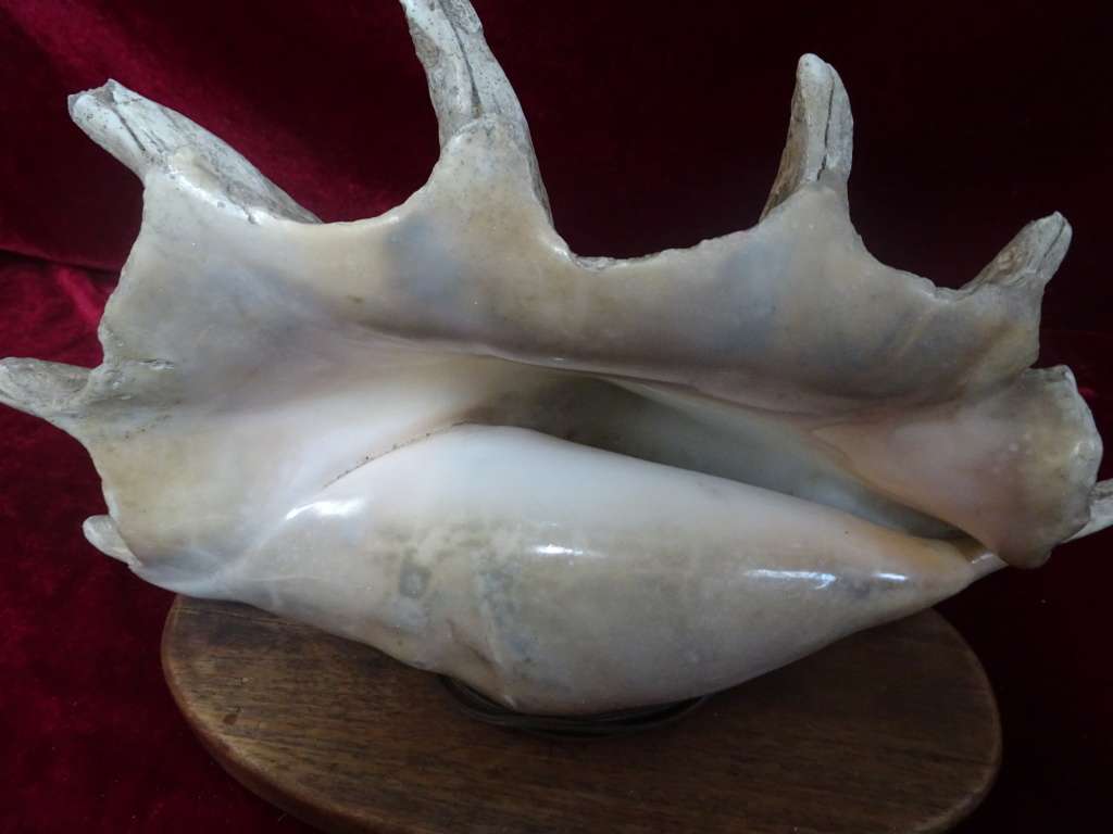 Stunning Large Spider Conch Sea Shell Light (Plug Broken) - See My Description