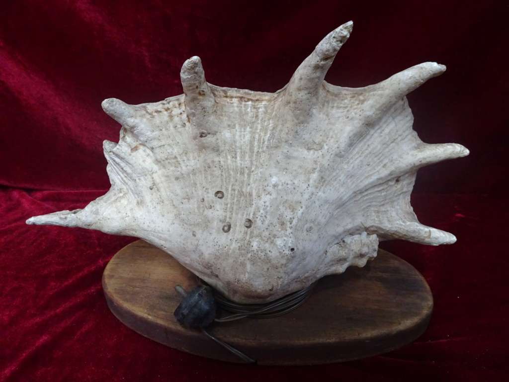 Stunning Large Spider Conch Sea Shell Light (Plug Broken) - See My Description