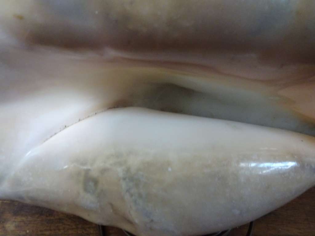 Stunning Large Spider Conch Sea Shell Light (Plug Broken) - See My Description